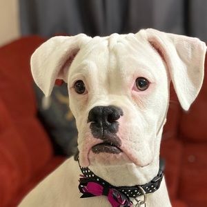 Meet your Posher, Veronica